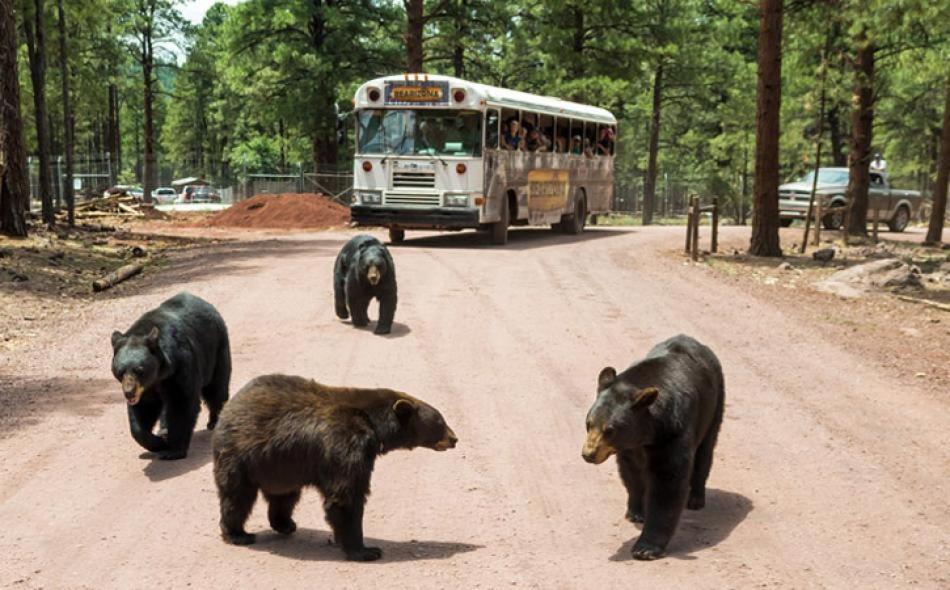 Super 8 By Wyndham Williams West Route 66 - Grand Canyon Area Bagian luar foto